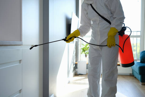 Best Mold Removal Company Near Me  in Romeo, MI