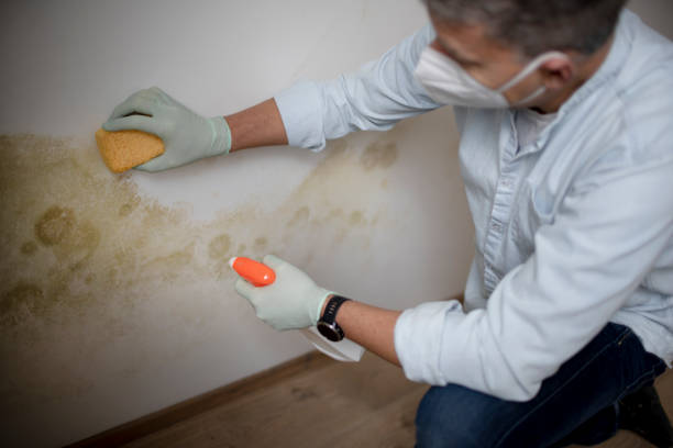 Best Attic Mold Removal  in Romeo, MI