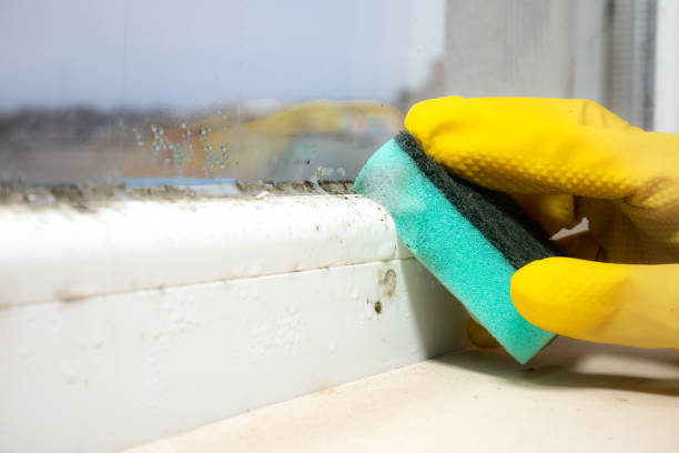 Best Fast Mold Removal  in Romeo, MI